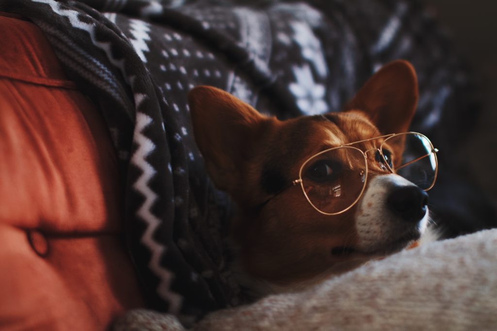 Workplace stress- dogs in the workplace